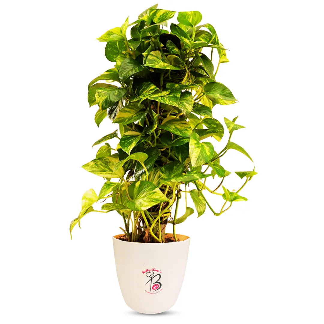 Money Plant for Outdoor