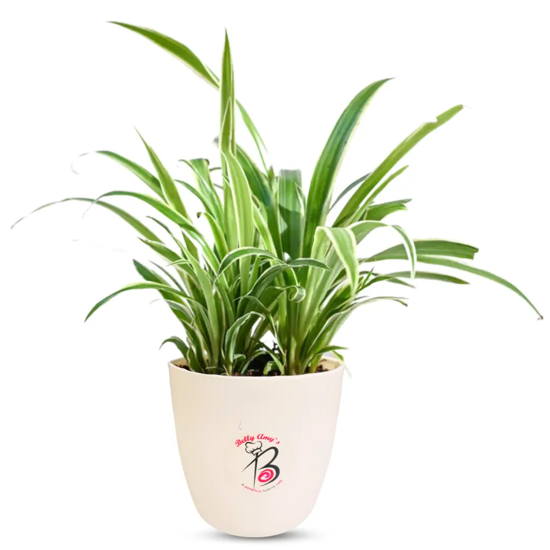 Chlorophytum Snake Plant for Indoor