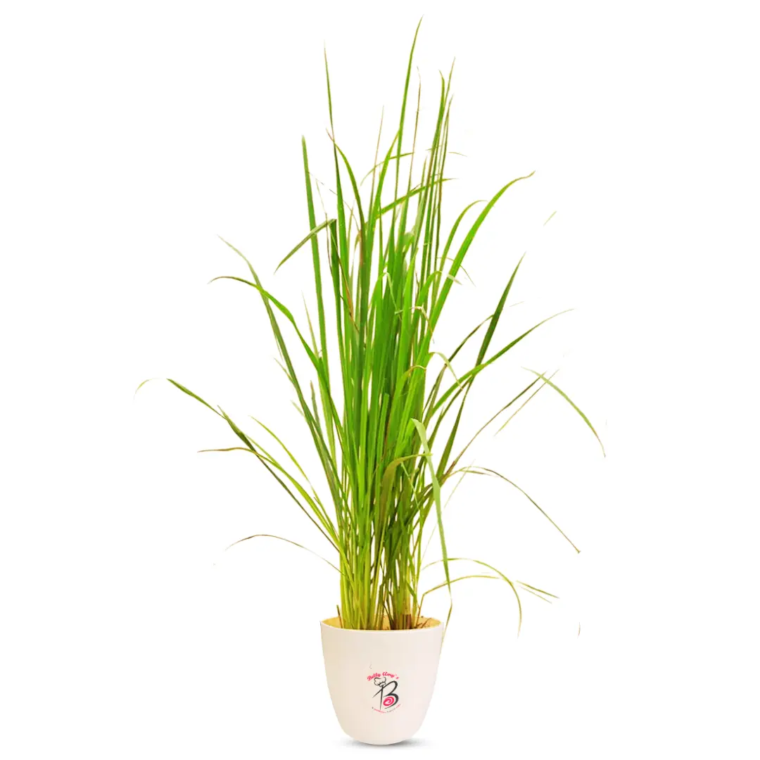 Lemon Grass Plant for Outdoor
